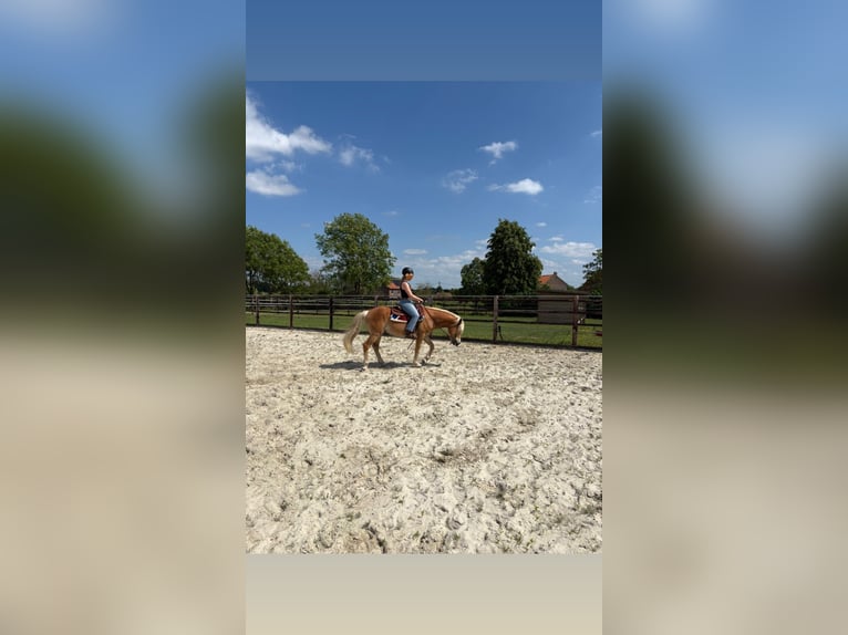 Haflinger Hongre 7 Ans Alezan brûlé in Geetbets