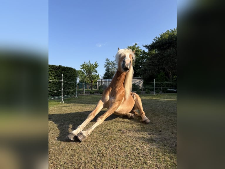 Haflinger Hongre 7 Ans Alezan brûlé in Geetbets