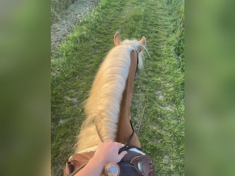 Haflinger Hongre 7 Ans Alezan brûlé in Geetbets