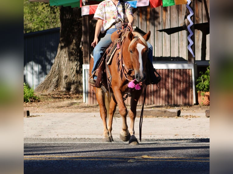 Haflinger Hongre 7 Ans Alezan brûlé in cANTON tx