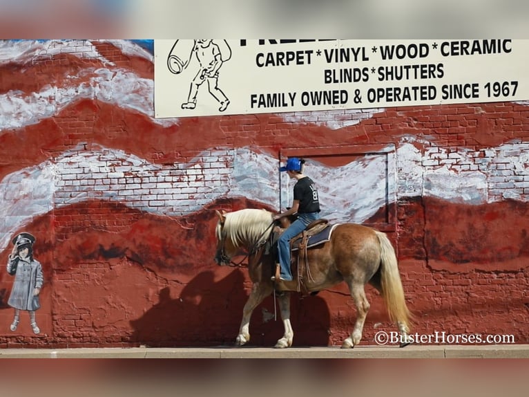 Haflinger Hongre 8 Ans 142 cm Alezan brûlé in Weatherford TX