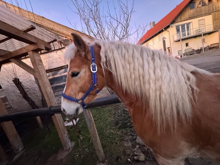 Haflinger Hongre 8 Ans 143 cm Palomino in Landsberg am Lech