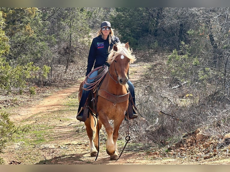 Haflinger Hongre 8 Ans 145 cm Alezan brûlé in Jacksboro TX