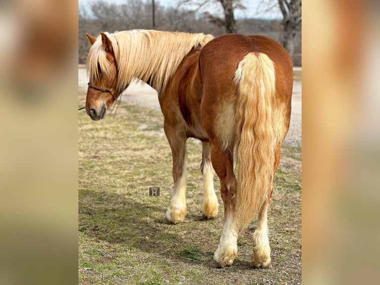 Haflinger Hongre 8 Ans 145 cm Alezan brûlé in Jacksboro TX