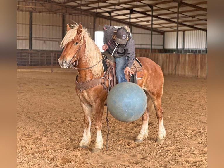 Haflinger Hongre 8 Ans 145 cm Alezan brûlé in Jacksboro TX