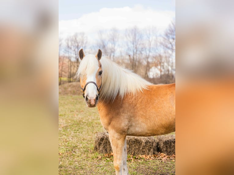 Haflinger Hongre 8 Ans 145 cm Palomino in Howell, MI