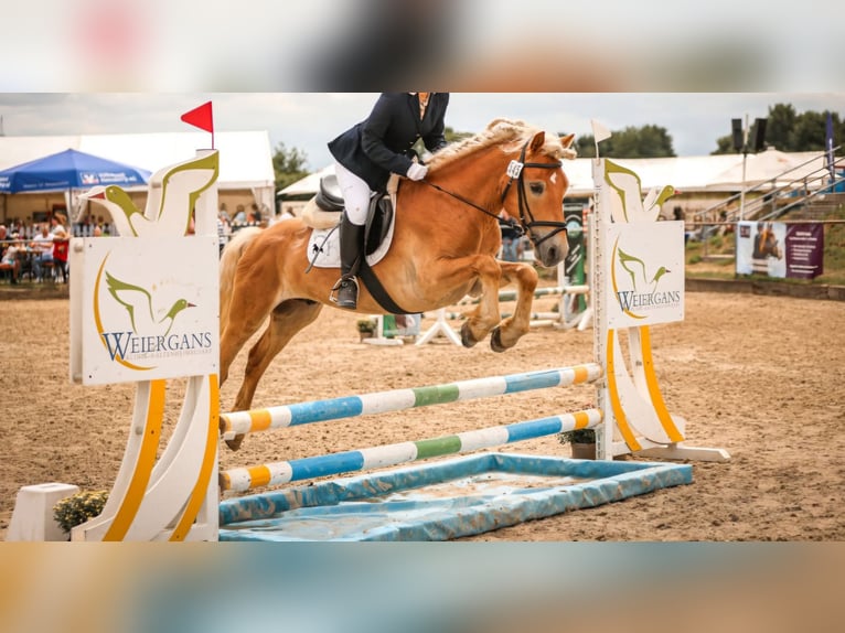 Haflinger Hongre 8 Ans 147 cm Alezan cuivré in Langwedel