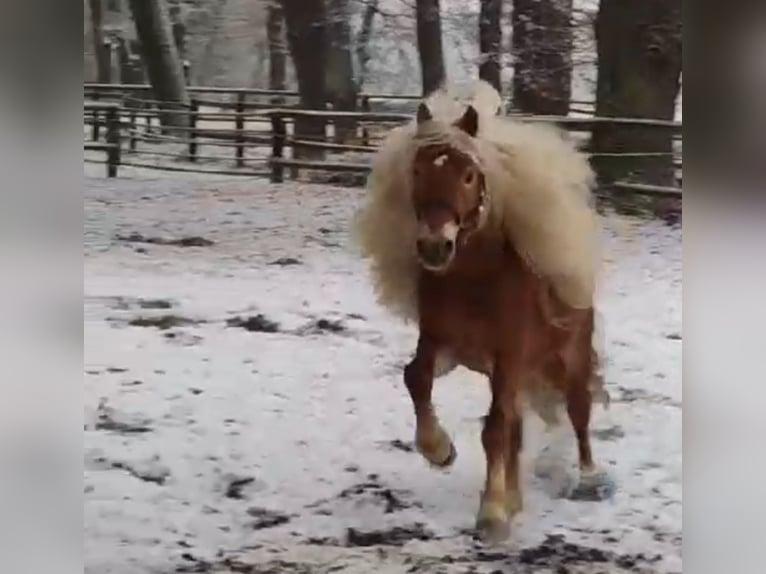 Haflinger Hongre 8 Ans 147 cm Alezan cuivré in Langwedel