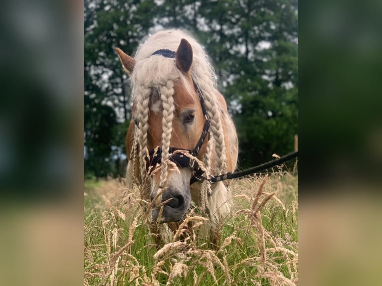 Haflinger Hongre 8 Ans 147 cm Alezan cuivré in Langwedel