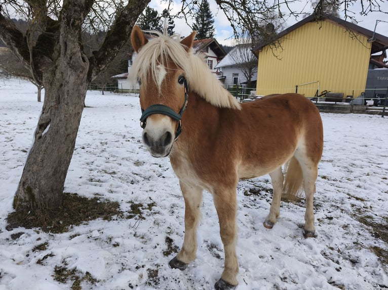 Haflinger Hongre 8 Ans 147 cm Alezan cuivré in Thalgau