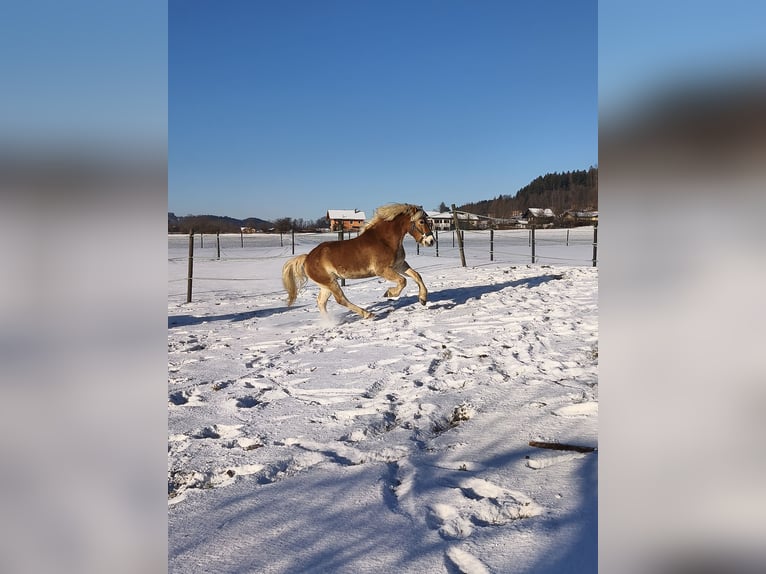 Haflinger Hongre 8 Ans 147 cm Alezan cuivré in Thalgau