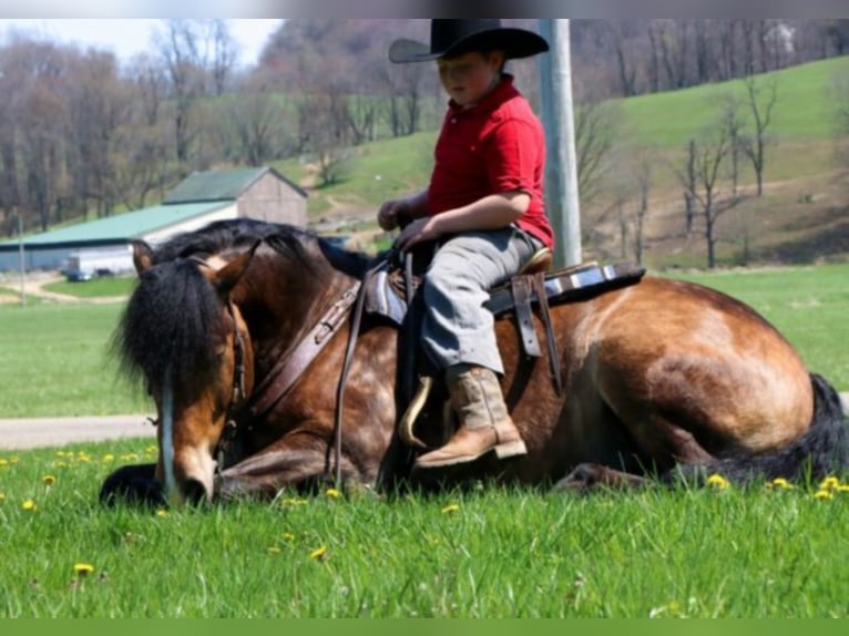 Haflinger Hongre 8 Ans 147 cm Buckskin in Dundee OH