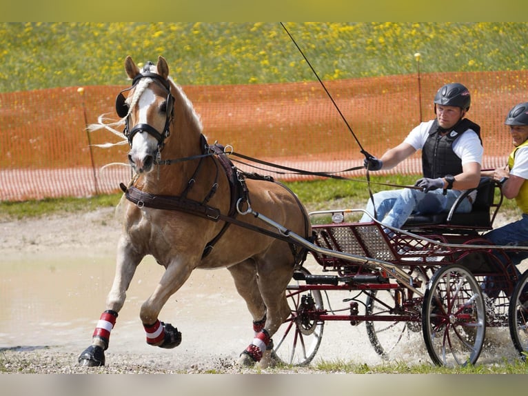 Haflinger Hongre 8 Ans 152 cm in Zistersdorf