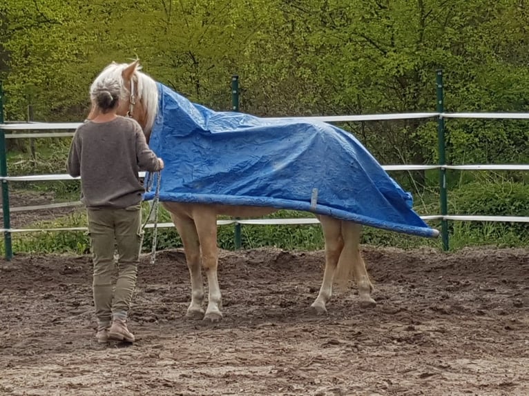 Haflinger Hongre 8 Ans 152 cm Bai clair in Rheurdt