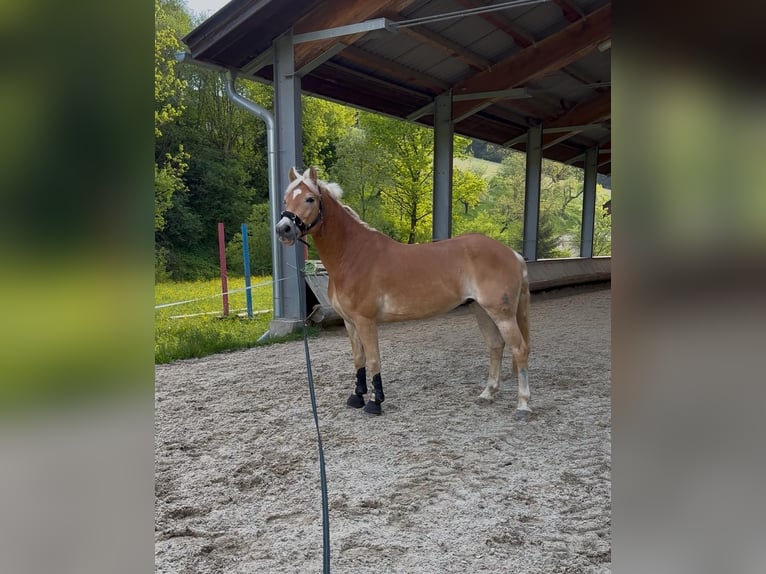 Haflinger Hongre 8 Ans 155 cm Alezan in Mitterbach
