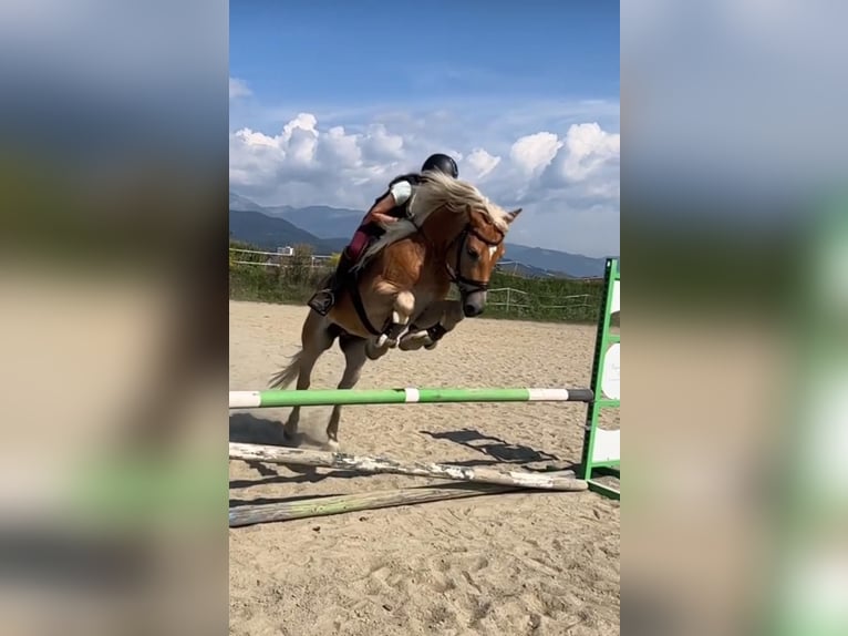 Haflinger Hongre 8 Ans 155 cm Alezan in Mitterbach