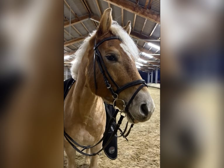 Haflinger Hongre 8 Ans 155 cm Alezan in Mitterbach