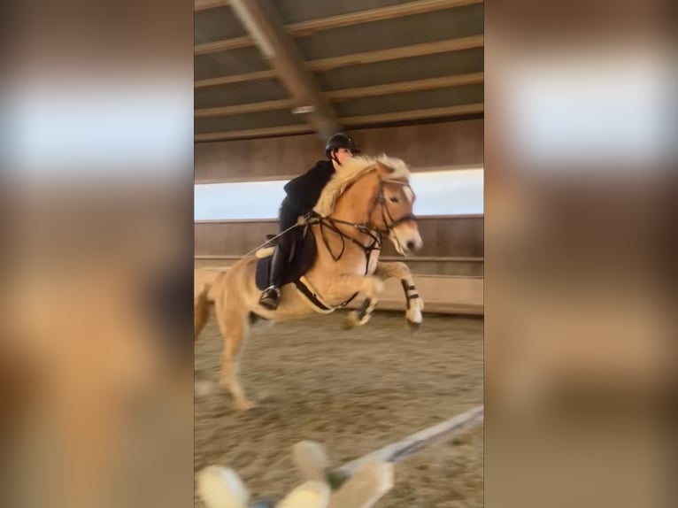 Haflinger Hongre 8 Ans 155 cm Alezan in Mitterbach