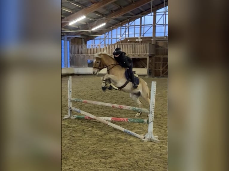 Haflinger Hongre 8 Ans 155 cm Alezan in Mitterbach