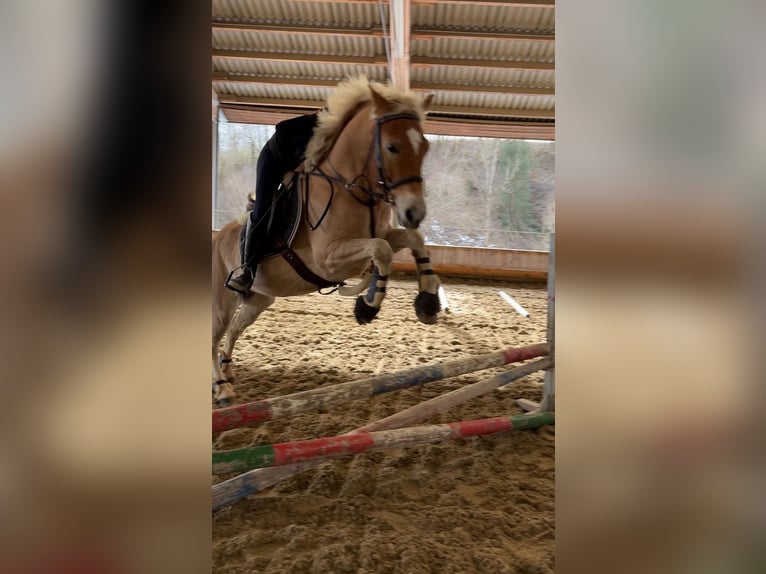 Haflinger Hongre 8 Ans 155 cm Alezan in Mitterbach