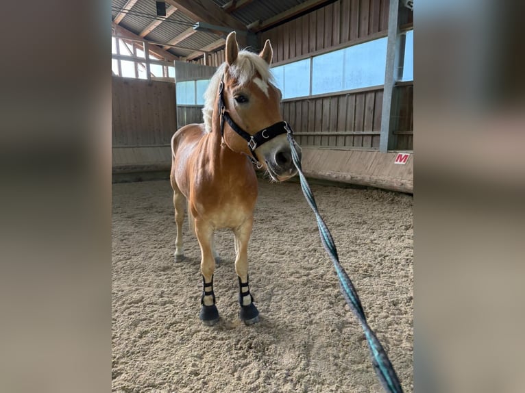 Haflinger Hongre 8 Ans 155 cm Alezan in Mitterbach