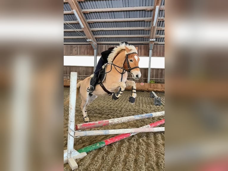 Haflinger Hongre 8 Ans 155 cm Alezan in Mitterbach