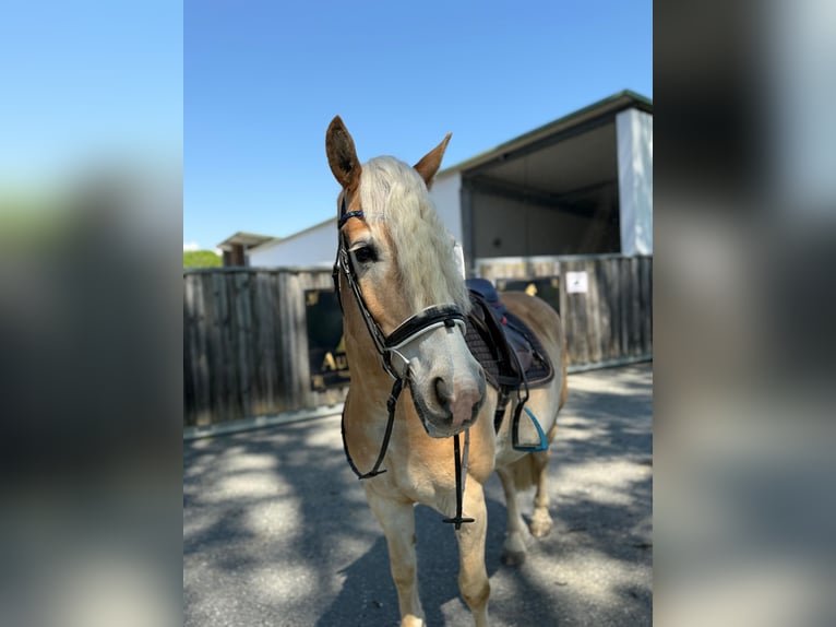 Haflinger Hongre 8 Ans 155 cm in Bad blumau