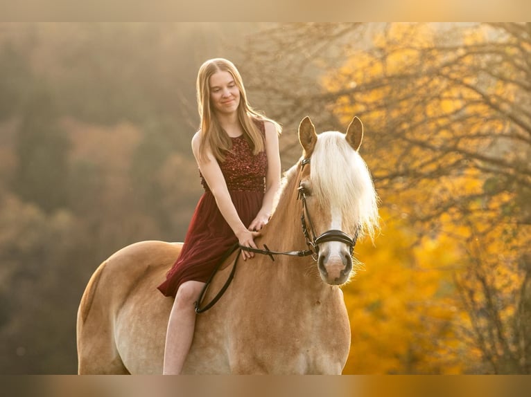 Haflinger Hongre 8 Ans 155 cm in Bad blumau