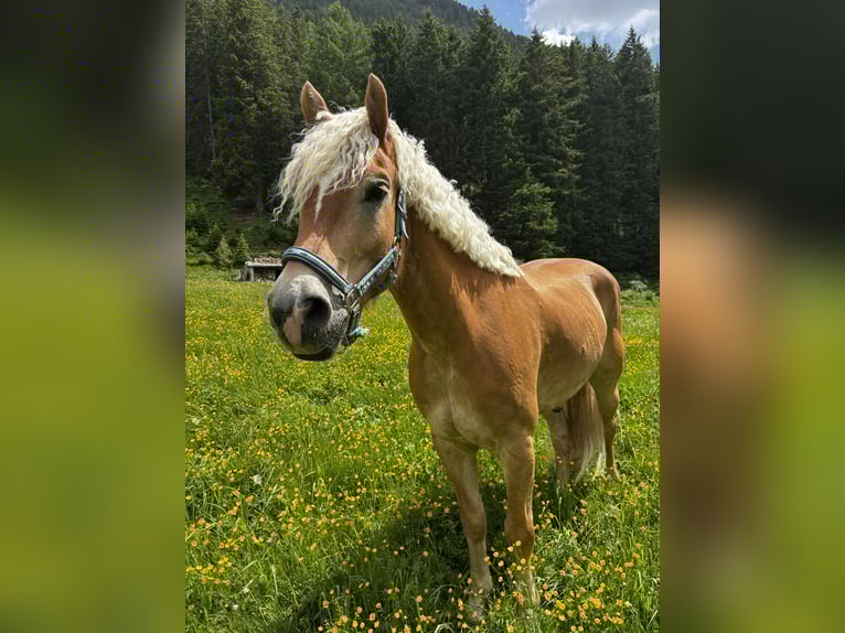 Haflinger Hongre 8 Ans 156 cm Alezan in Galt&#xFC;r