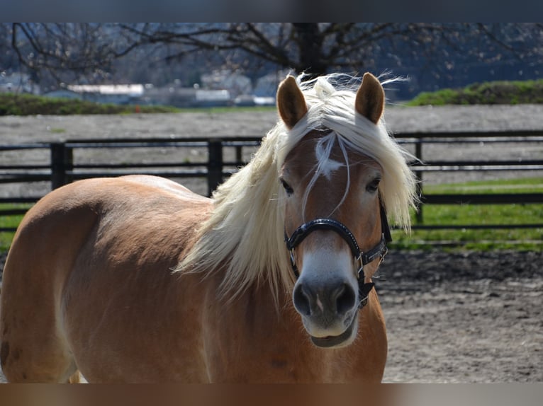 Haflinger Hongre 8 Ans 160 cm  in Reutte