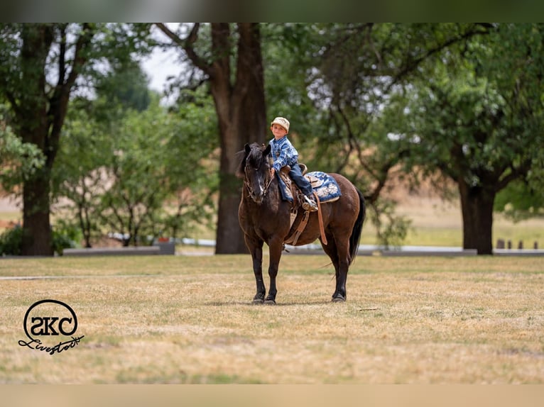 Haflinger Croisé Hongre 8 Ans Noir in Canyon, TX