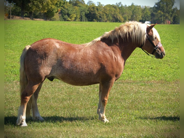 Haflinger Hongre 9 Ans 137 cm Alezan brûlé in Saint Joe IN Haflinger Hongre 9 Ans 137 cm Alezan brûlé in Saint Joe IN