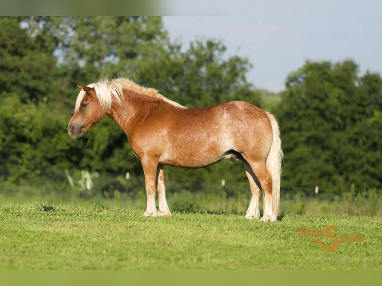 Haflinger Hongre 9 Ans 137 cm Alezan cuivré in Sweet Springs MO