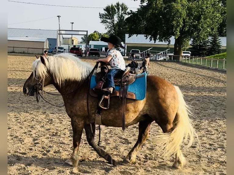 Haflinger Hongre 9 Ans 137 cm in Fergus Falls, MN