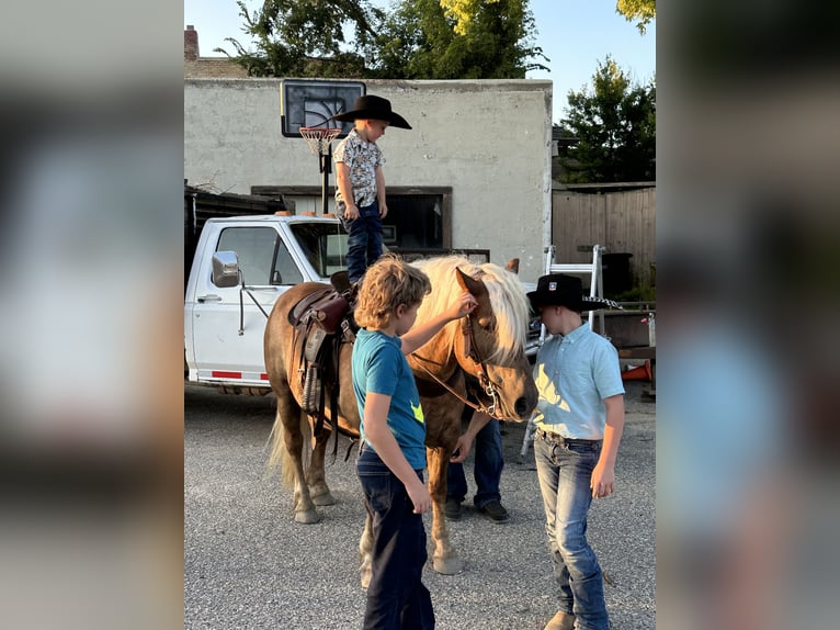 Haflinger Hongre 9 Ans 137 cm in Fergus Falls, MN