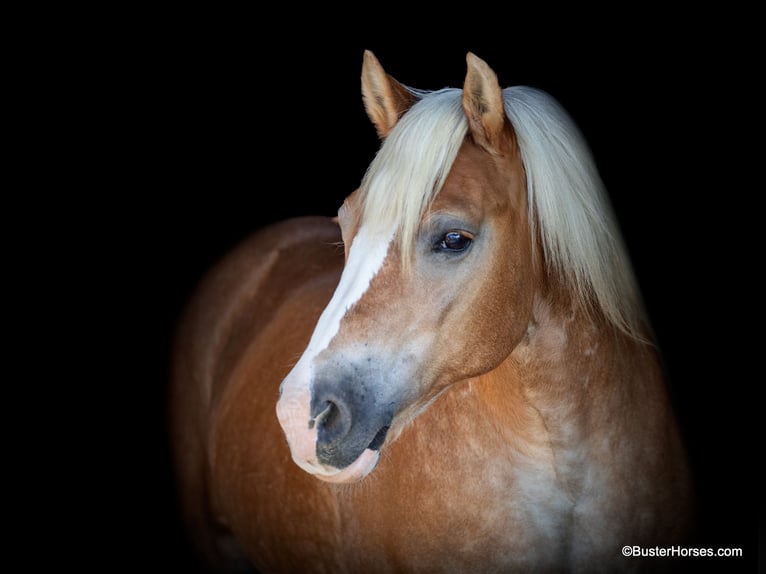 Haflinger Hongre 9 Ans 142 cm Alezan brûlé in Weatherford TX