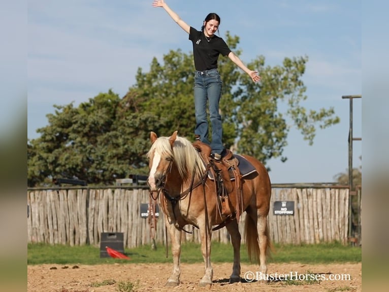 Haflinger Hongre 9 Ans 142 cm Alezan brûlé in Weatherford TX