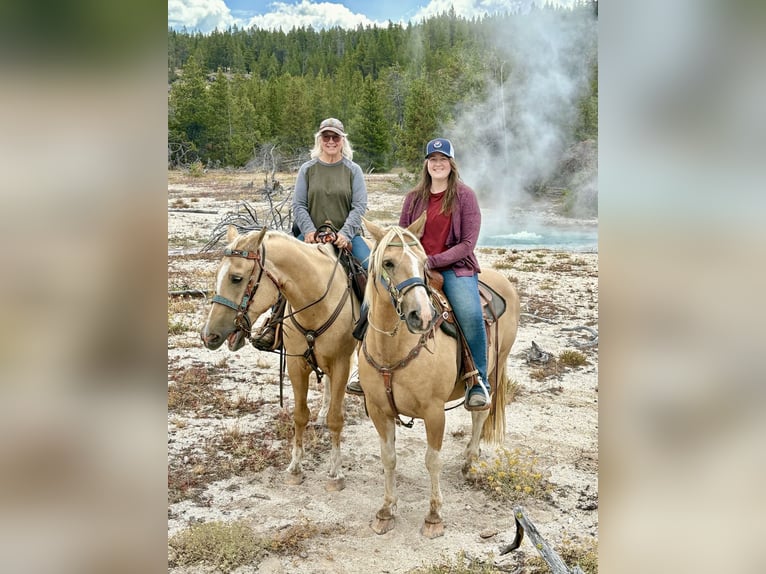 Haflinger Croisé Hongre 9 Ans 145 cm Palomino in River Falls
