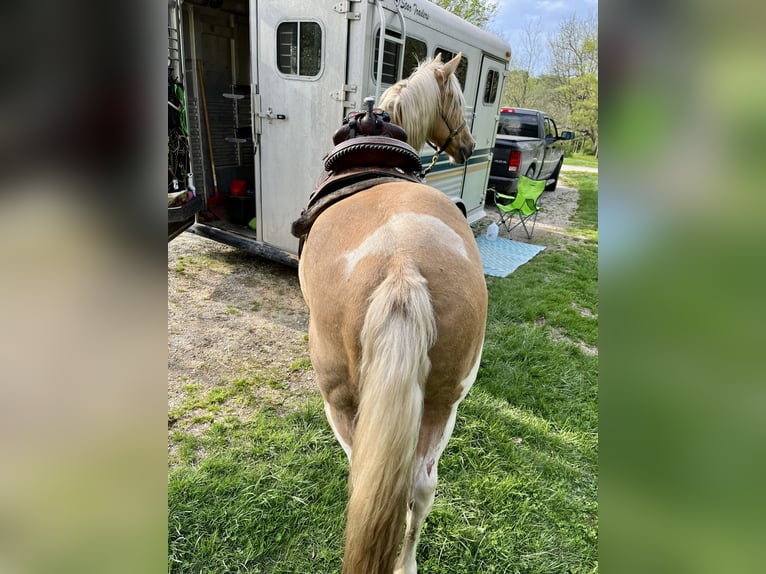 Haflinger Croisé Hongre 9 Ans 145 cm Palomino in River Falls