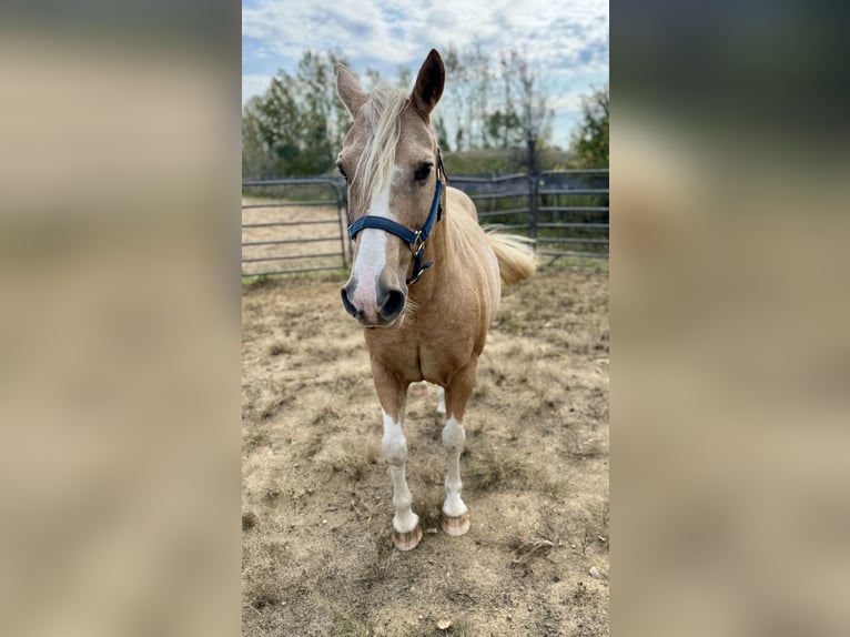 Haflinger Croisé Hongre 9 Ans 145 cm Palomino in River Falls