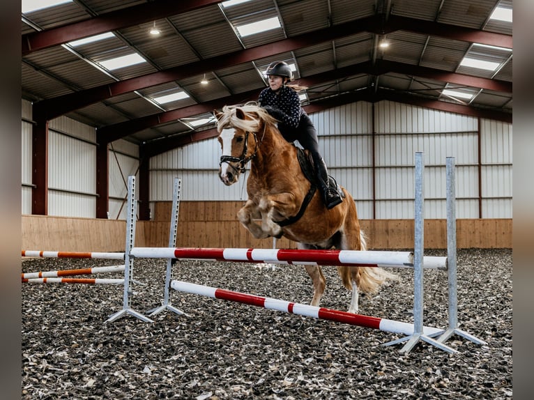 Haflinger Croisé Hongre 9 Ans 146 cm Alezan in Coch