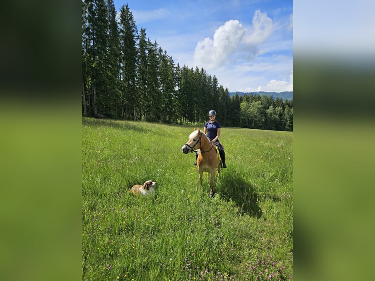 Haflinger Hongre 9 Ans 147 cm in Feistritzgraben