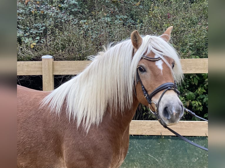 Haflinger Hongre 9 Ans 148 cm Alezan in Iggingen