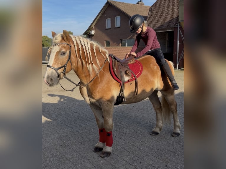 Haflinger Hongre 9 Ans 149 cm Alezan in Nettetal