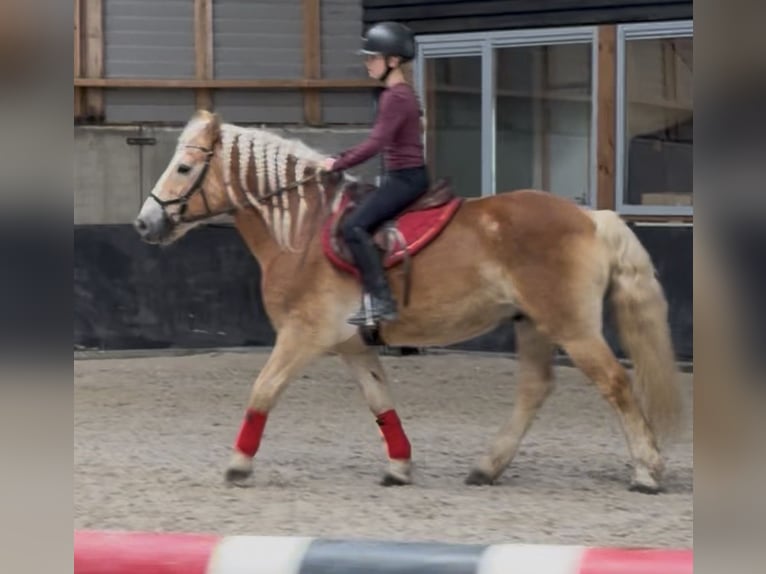 Haflinger Hongre 9 Ans 149 cm Alezan in Nettetal