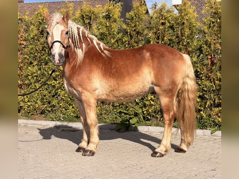 Haflinger Hongre 9 Ans 149 cm Alezan in Nettetal