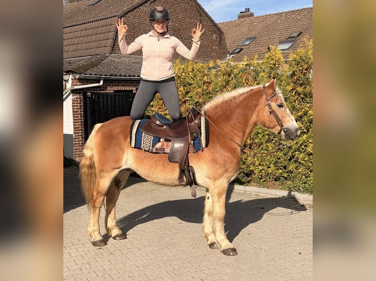 Haflinger Hongre 9 Ans 149 cm Alezan in Nettetal