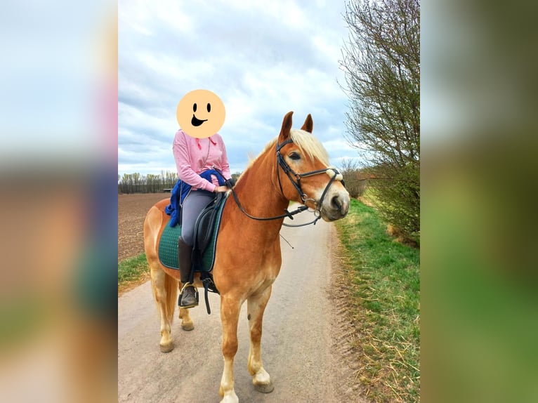 Haflinger Hongre 9 Ans 149 cm Alezan cuivré in Fischamend