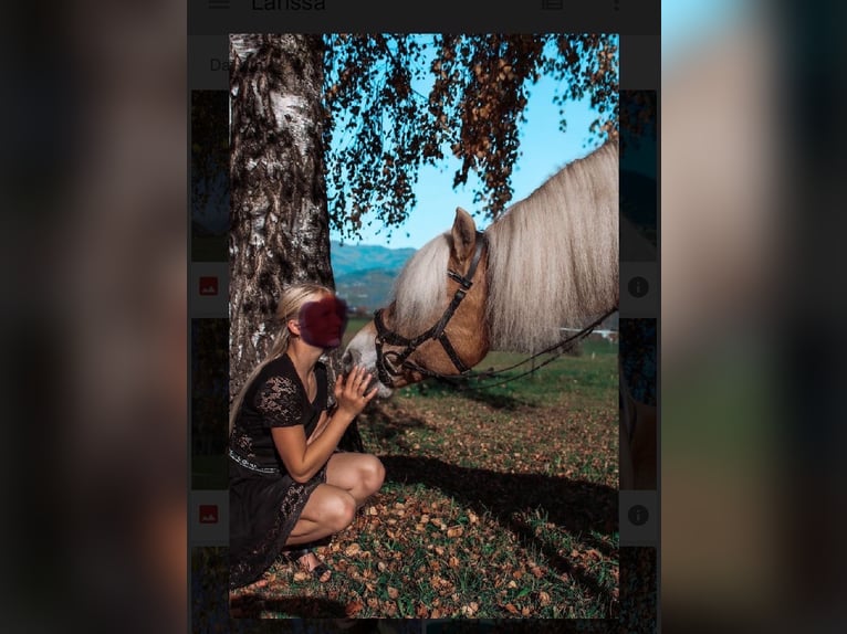 Haflinger Hongre 9 Ans 150 cm Alezan in Mamming Haflinger Hongre 9 Ans 150 cm Alezan in Mamming