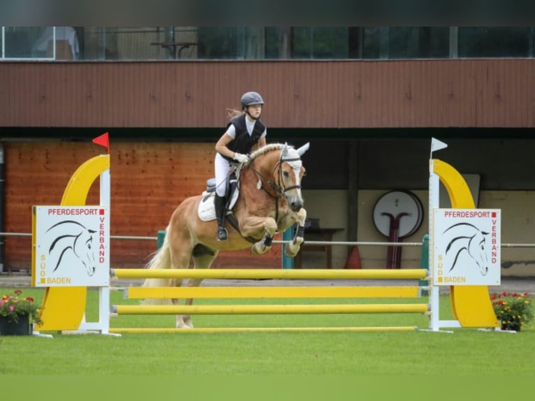 Haflinger Hongre 9 Ans 150 cm  in Willstätt
